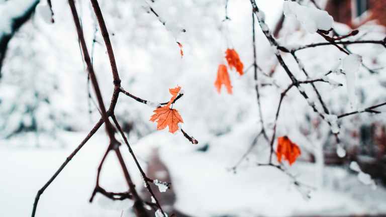 snowcapped leaves